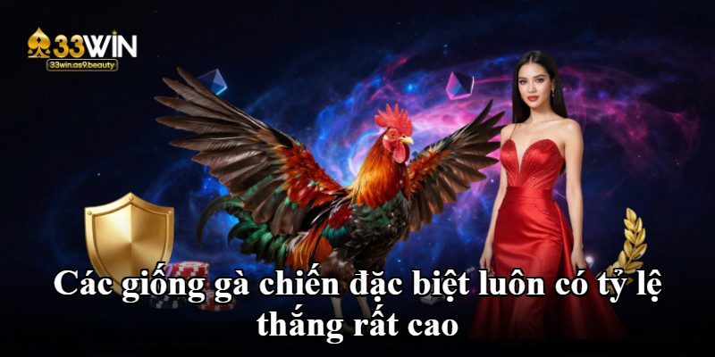 Các giống gà chiến đặc biệt luôn có tỷ lệ thắng rất cao