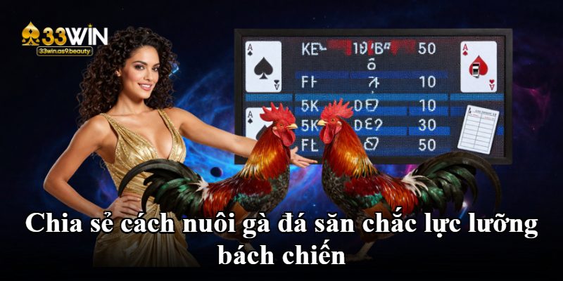 Chia sẻ cách nuôi gà đá săn chắc lực lưỡng bách chiến