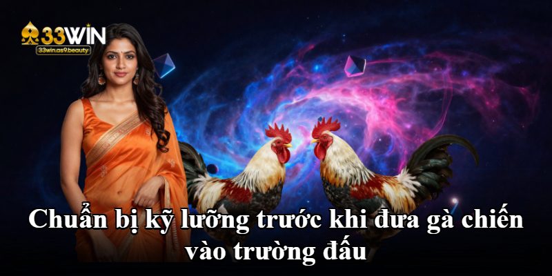 Chuẩn bị kỹ lưỡng trước khi đưa gà chiến vào trường đấu