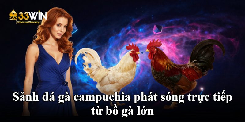 Sảnh đá gà campuchia phát sóng trực tiếp từ bồ gà lớn